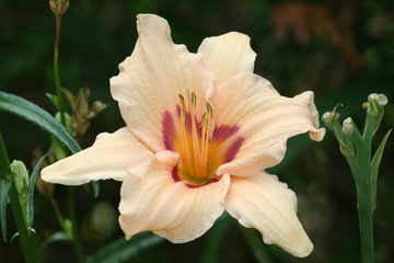 Fototapeta premium Blüten