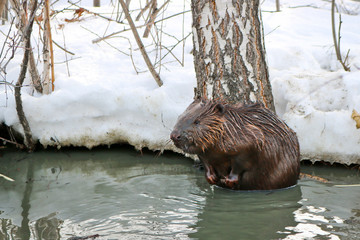 A wild beaver in a city park climbed into a puddle with warm sewage. © ss404045