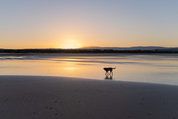 Dog at the coast of Sidi Kaouki, Morocco, Africa. Sunset time. morocco's wonderfully sleepy surf town
