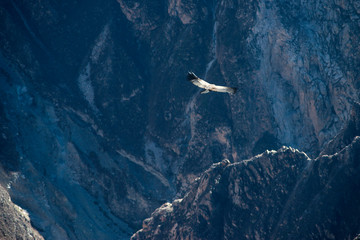 condor flight in Peru