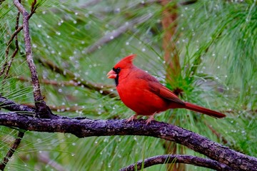 Bird Shots