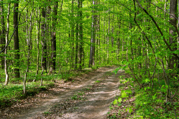 Forest trees. Nature green wood sunlight backgrounds