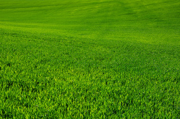 Naklejka na ściany i meble green grass background texture