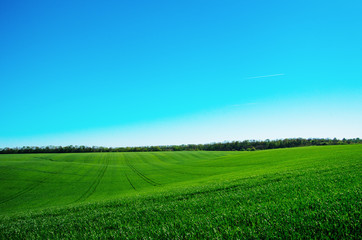 green field and blue sky