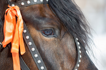 Portrait of a brown horse with black bangs