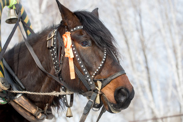 horse head in bridle with ribbon