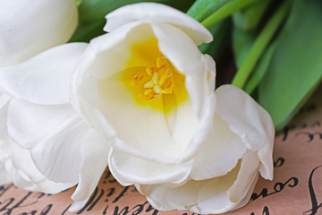 close up of a white tulip