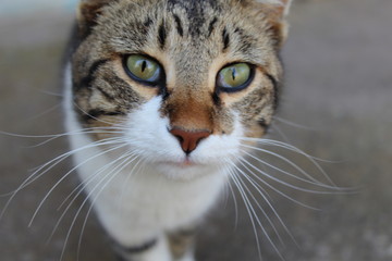 Gato pardo fotografía de retrato con ojos verdes.