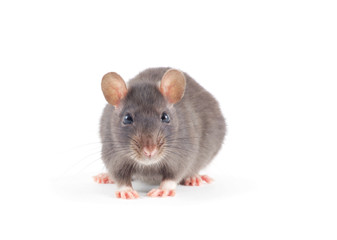 Rat close-up isolated on white background