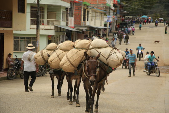 Mulas cargadas de Cafe
