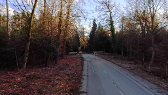 Street in forrest