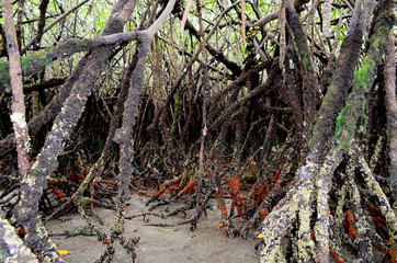 Manglar playa