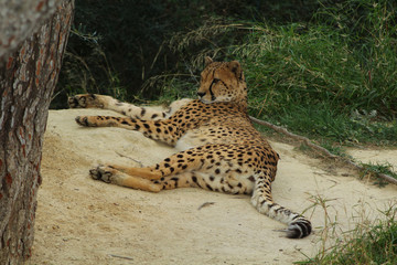 guépard couché en afrique