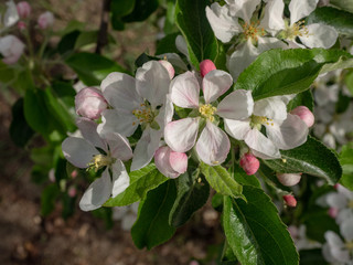 Apfelblüte Gala Galaxy