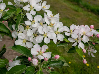 Apfelblüte Gala Galaxy