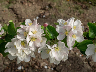 Apfelblüte Alkmene