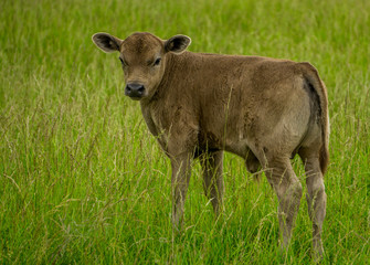 Naklejka na ściany i meble calf in a field