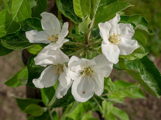 Apfelbl&uuml;te Santana