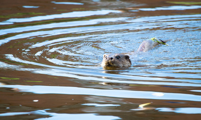 An adult male (dog) Eurasian otter (Lutra lutra) swims in the River Severn in the town of Shrewsbury, Shropshire, England.