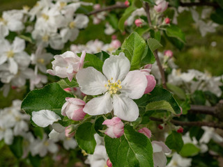 Apfelblüte Jonagold