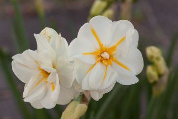 starfish daffodil