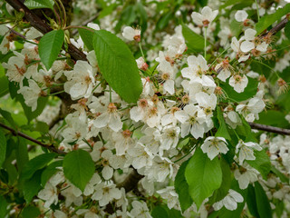 S&uuml;&szlig;kirsche Oktavia