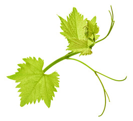 Grape leaf isolated on white