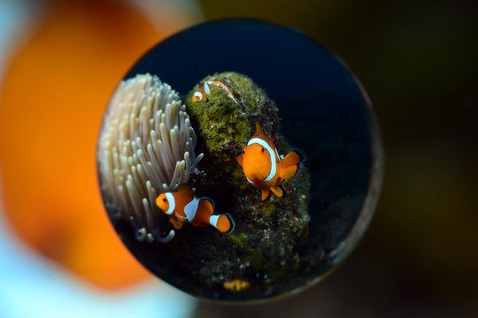 Incredible underwater world - Amphiprion ocellaris - False clown anemonfish (Western clownfish). Diving in Bali.