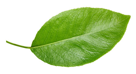 Pears leaves isolated on white