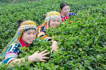 Agriculture of hilltribe women collecting tea leaves in the fields. Hill tribe woman.