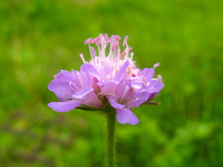 Beautiful lonely bright lilac purple pink field meadow flower on a light green background of lush grass.