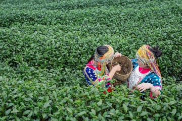 Agriculture of hilltribe women collecting tea leaves in the fields. Hill tribe woman.