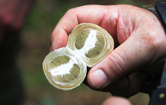 A person displays the inside of an immature common stinkhorn (Phallus impudicus) found in Nesscliffe, Shropshire, England.