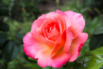Beautiful pink rose in the garden is ready for Valentine's Day. Flower symbol of love.