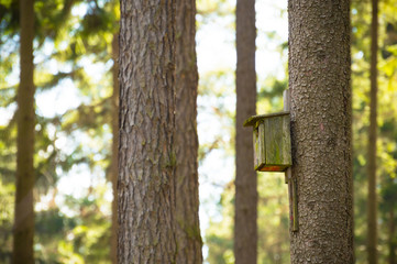 Wooden booth for birds on the tree.