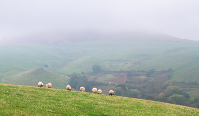 An idyllic scene of sheep grazing in a grassy field on a grey hazy day in rural Shropshire, England.