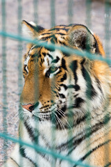 Beautiful tiger in a cage. Dangerous predator. Portrait of a tiger in a zoo behind bars. Wildlife protection.