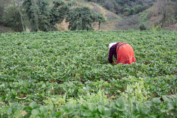 Tribal girls are collecting strawberries on the farm. Hill tribe woman.
