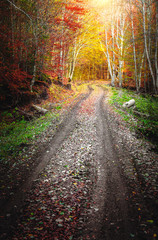Road through the forest