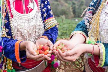 Tribal girls are collecting strawberries on the farm. Hill tribe woman.