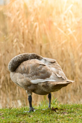 Cygnus, A resting swan on the shore of the pond.