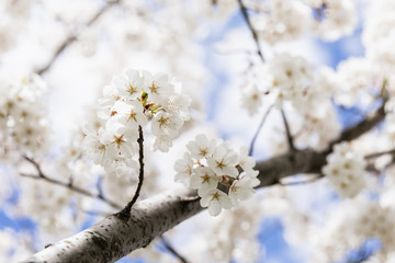 Beautiful White Cherry Blossoms Against Blue Cloudy Sky, Space for Text