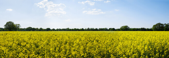 Panoramic view of rural landscape with yellow rape, rapeseed or canola field   