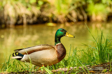 Naklejka na ściany i meble Anas platyrhynchos, Mallard duck in a natural environment on the banks of the water.
