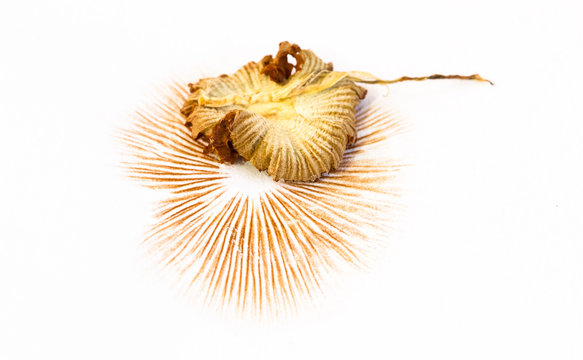 An orange mushroom leaves a brown-orange spore print on a white piece of paper as it dries and shrivels.