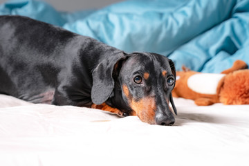 cute dachshund, black and tan, is lying on the bed with a toy