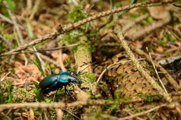 Anoplotrupes stercorosus, a colorful beetle walks through the forest undergrowth in a natural environment.