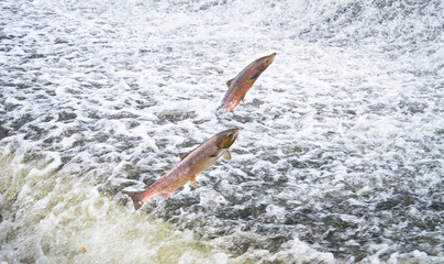 A pair of Atlantic salmon (Salmo salar) jumps out of the water at the Shrewsbury Weir on the River Severn in an attempt to move upstream to spawn. Shropshire, England. © Kevin