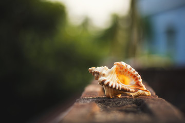 a picture of conch shell laid on the roof surface