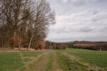 Fototapeta premium tree in field